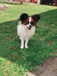 Portrait of dog on field