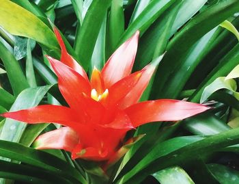 Close-up of day lily blooming outdoors