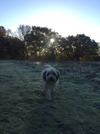 Portrait of wet dog against clear sky during sunset