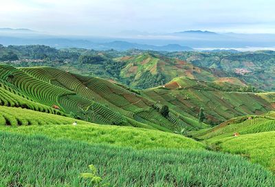 Scenic view of agricultural field against sky