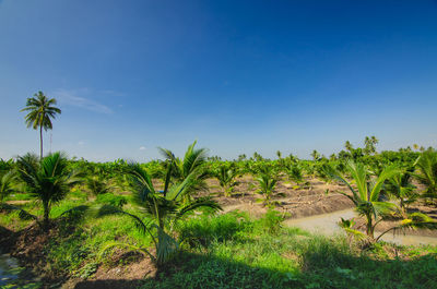 Scenic view of coconut trees on field against blue sky