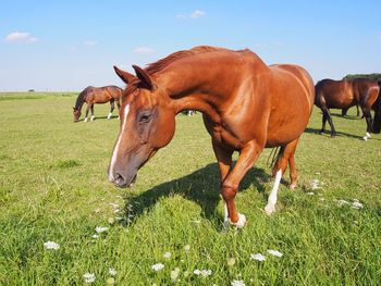 Horses in a field