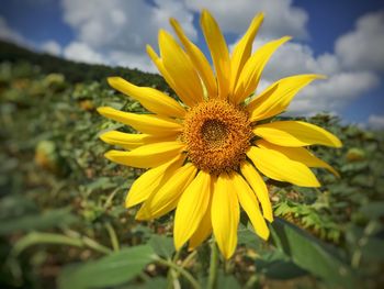 Close-up of sunflower