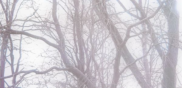 Low angle view of bare trees in winter