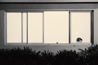 Close-up of bird on window