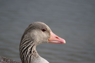 Close-up of duck swimming in lake