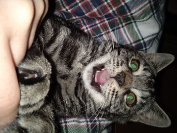 Close-up portrait of a cat