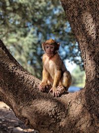 Lion sitting on tree trunk