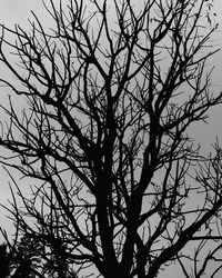 Low angle view of silhouette bare tree against clear sky