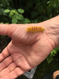 Close-up of hand holding insect