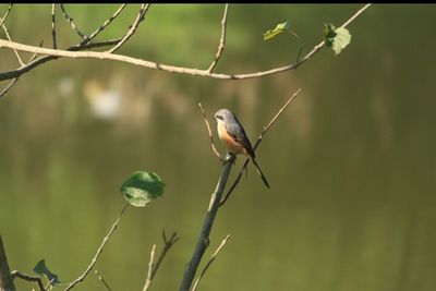 Close-up of bird perching on plant