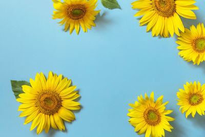 Low angle view of sunflower against blue sky