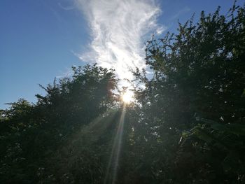 Sun shining through trees