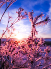 Close-up of flowering plant against sky during sunset