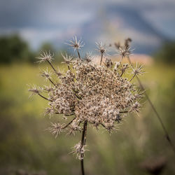 Close-up of thistle