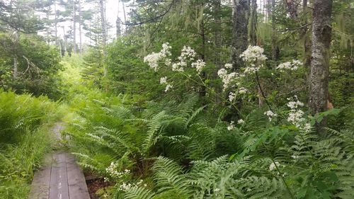 Trees growing in forest