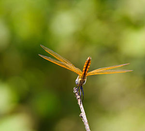 Close-up of insect on plant