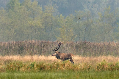 Deer in a forest