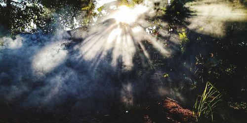 Sunlight streaming through trees in forest