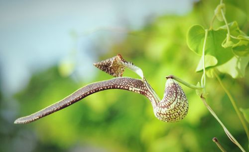 Close-up of butterfly on leaf
