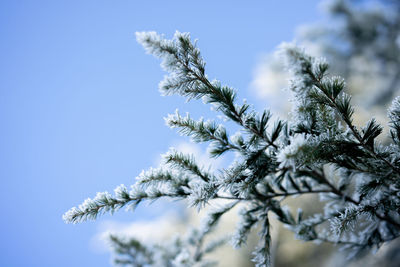 Low angle view of plant against clear sky