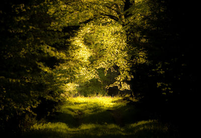 View of trees in forest