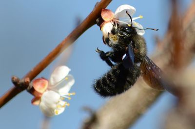 Close-up of bee pollinating flower