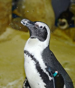 Close-up of penguin in lake