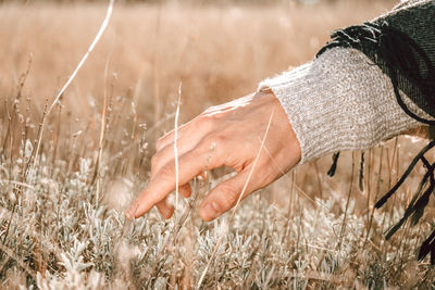 Close-up of wheat on field