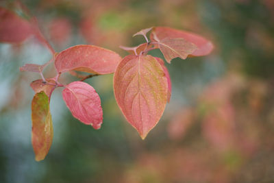 Close-up of autumnal leaves against blurred background