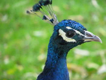 Close-up of a peacock