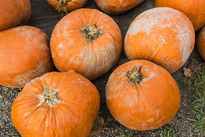 Pumpkins on the field in the countryside