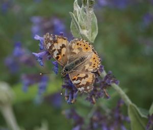 Close-up of butterfly pollinating on flower