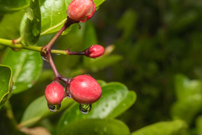 Close-up of strawberry growing on tree