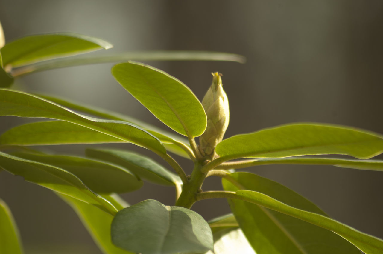 leaf, growth, green color, plant, close-up, focus on foreground, freshness, nature, beauty in nature, fragility, stem, green, leaf vein, selective focus, bud, beginnings, no people, new life, botany, day