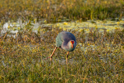 Close-up of duck on field