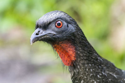 Close-up of a bird