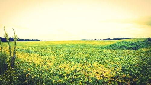 Scenic view of oilseed rape field against sky