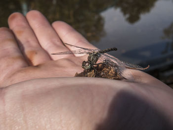 Close-up of insect on hand