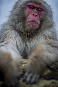 Portrait of a monkey