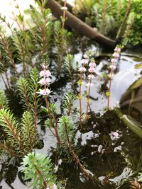 Close-up of plants against blurred water