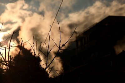 Close-up of silhouette plants against sky during sunset