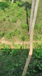 Plants growing on landscape