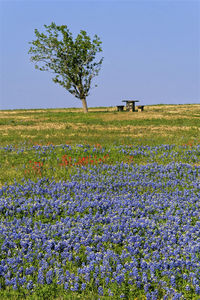 Scenic view of flowering plants on field against clear sky