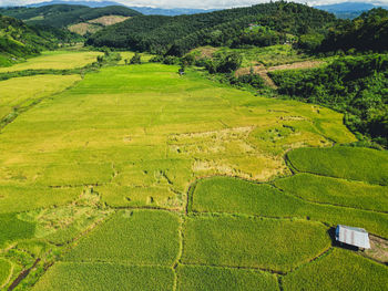 Scenic view of agricultural field