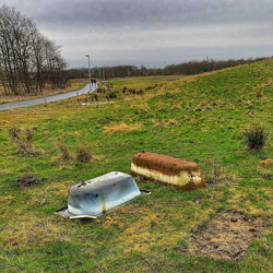 View of sheep on field