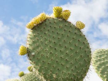 Close-up of cactus plant against sky