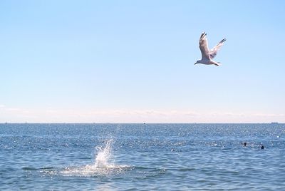 Seagull flying over sea against clear sky