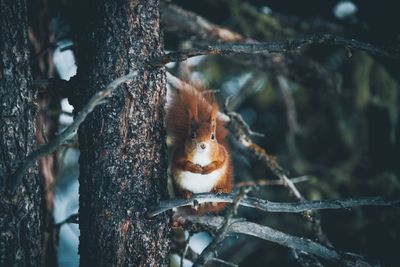 Close-up of squirrel on tree trunk