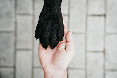 Close up of labrador paw and man hand together. friendship concept